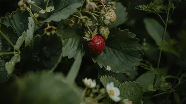 Gros plan sur une fraise rouge mûre encore sur son pied de fraisier, feuilles trifoliolées vertes autour