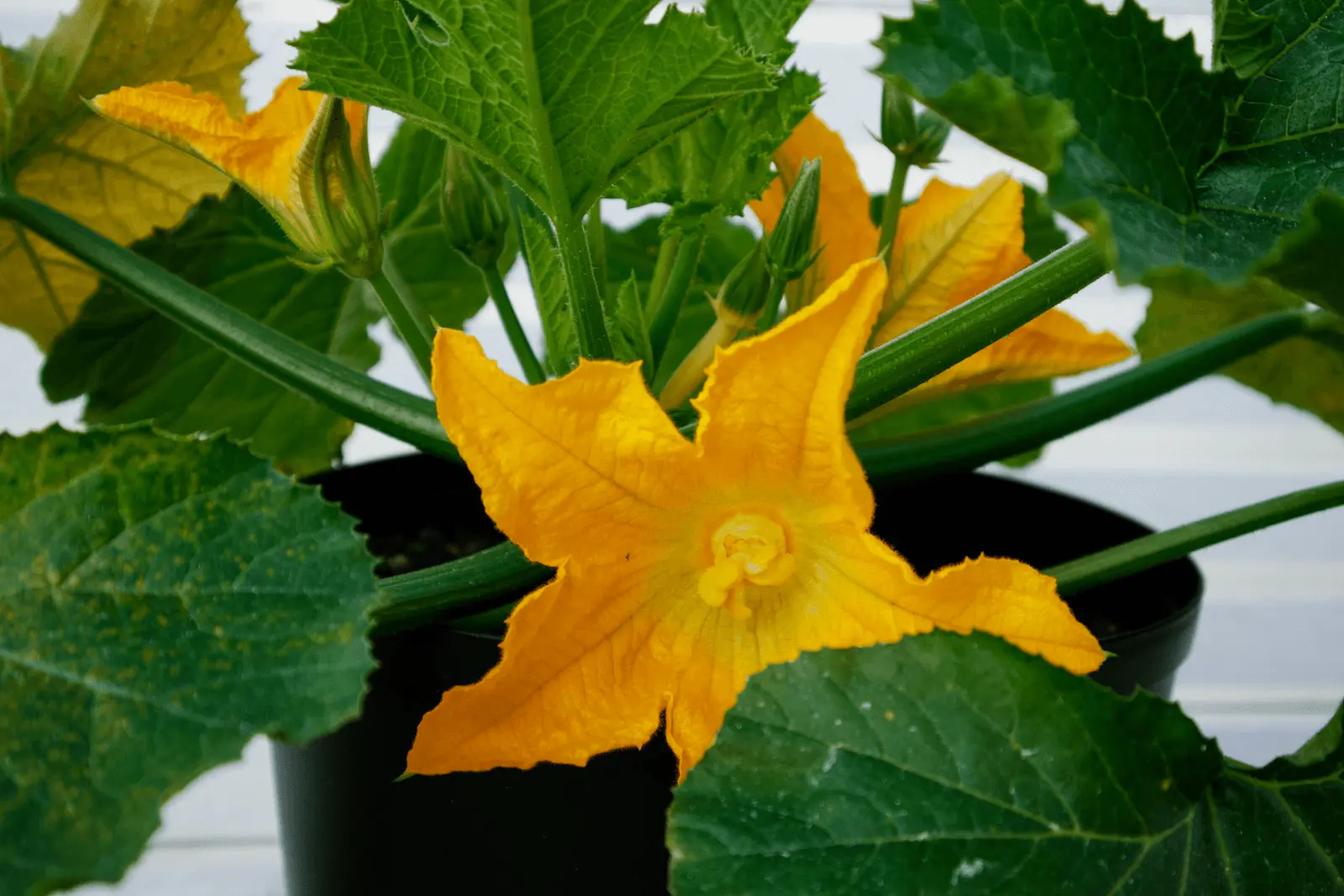 Pied de courgette en pot avec grande fleur jaune en cloche, feuilles vertes lobées de Cucurbita pepo