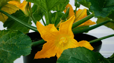 Pied de courgette en pot avec grande fleur jaune en cloche, feuillage palmé caractéristique des cucurbitacées