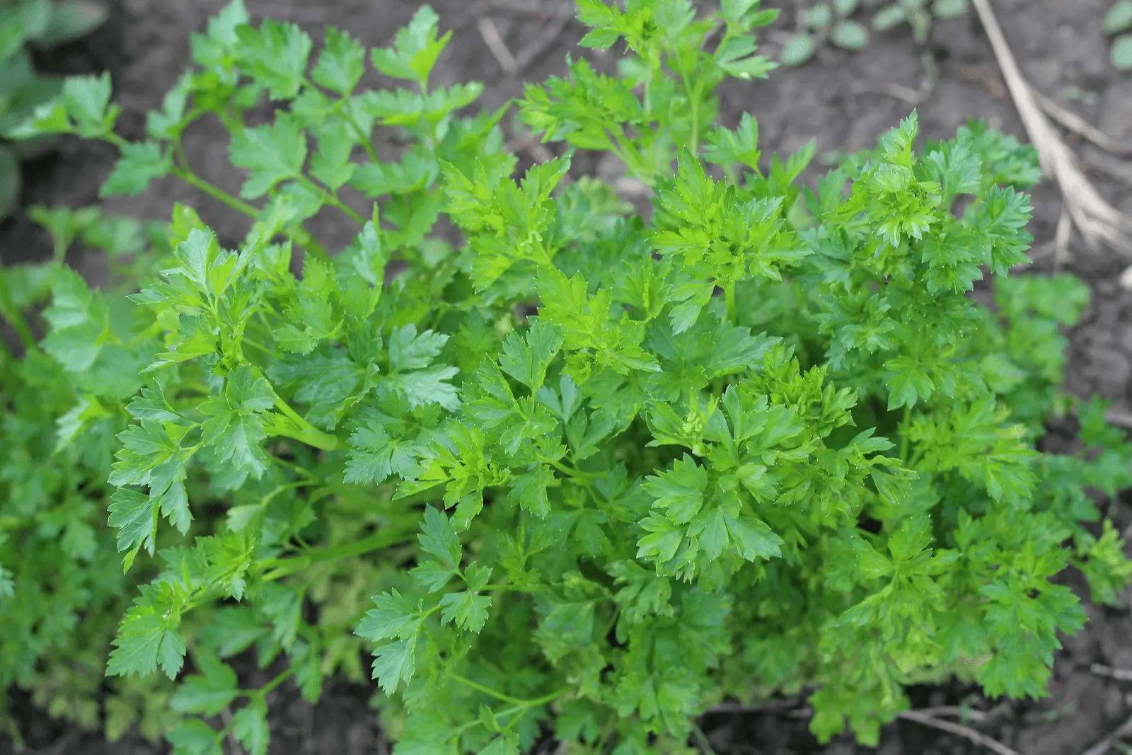 Feuilles vert vif très découpées de persil Petroselinum crispum au soleil, plant en pleine croissance