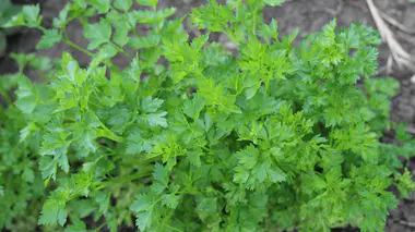 Feuilles vert vif découpées de persil (Petroselinum crispum) au soleil, plant en pleine croissance au potager