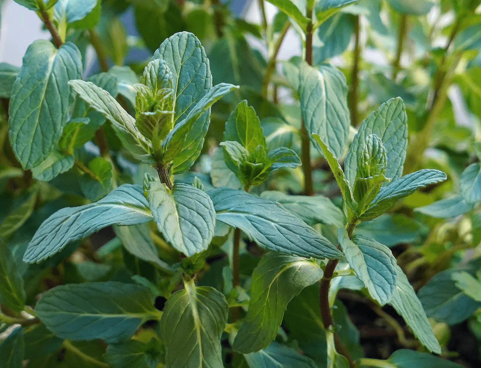 Feuilles gaufrées vert vif de menthe verte Mentha spicata, nervures marquées et bord denté