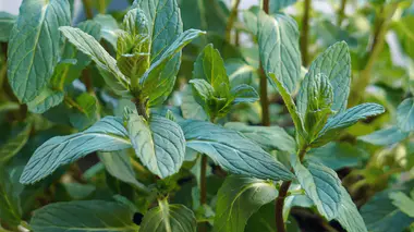 Feuilles vertes gaufrées de menthe verte (Mentha spicata) en gros plan, nervures bien visibles
