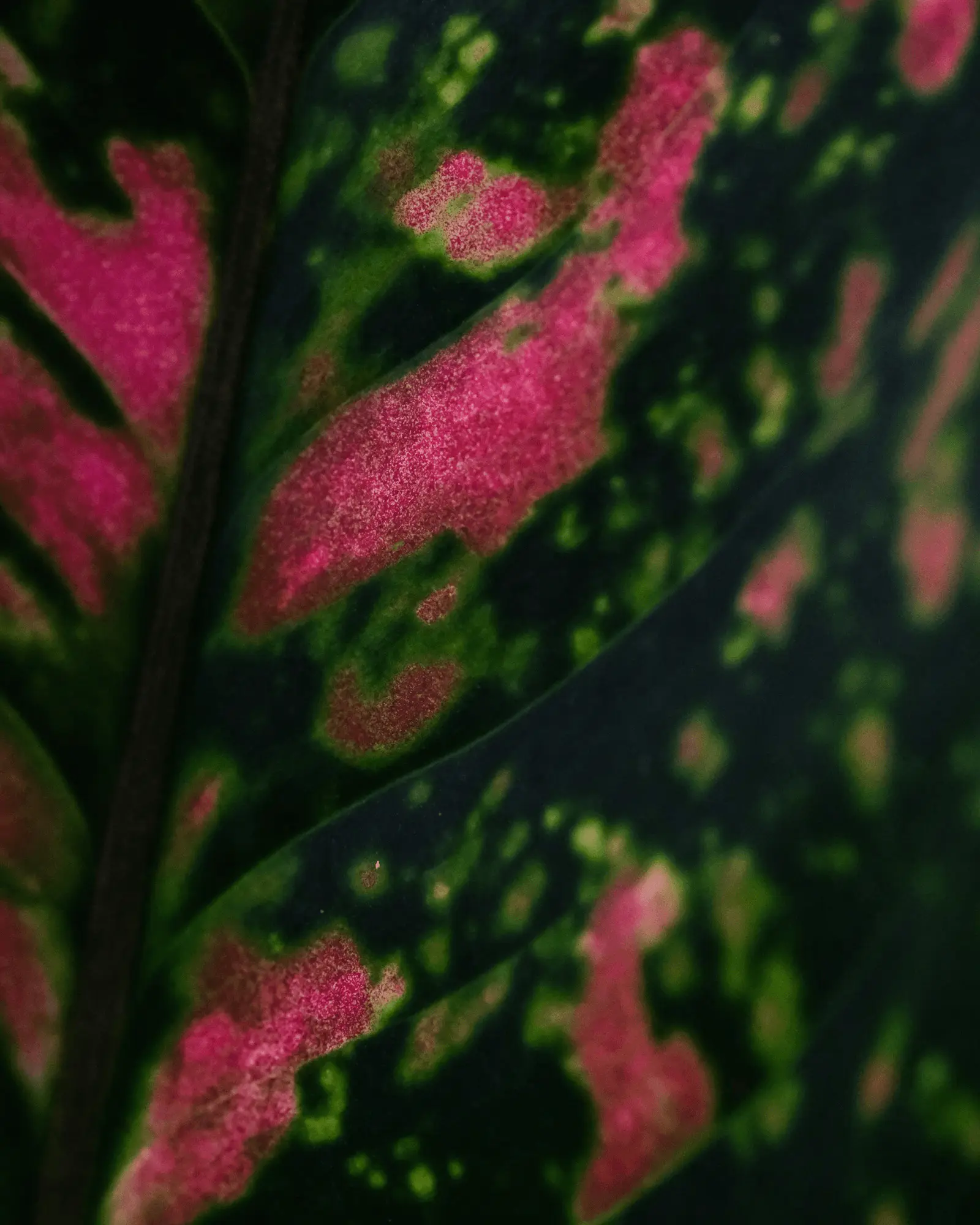Feuilles panachées d'un Aglaonema Spotted Star, taches claires sur fond vert foncé en gros plan