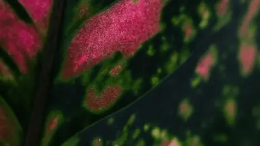 Feuilles panachées d'un Aglaonema Spotted Star en gros plan, nervures vert foncé sur fond vert pâle moucheté de crème