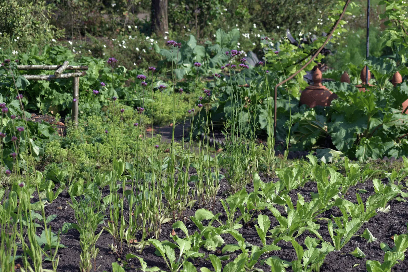 Jardin potager luxuriant fin d'été avec rangées de salades et légumes feuilles