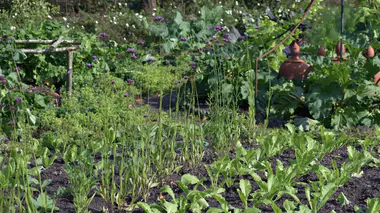 Jardin potager luxuriant en fin d'été avec rangées de salades, légumes feuilles et fleurs compagnes en biodiversité